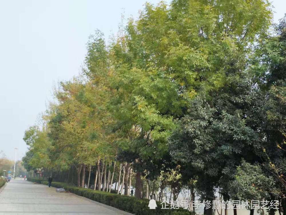 道路绿化与道路小景绿化需要做好哪些方面