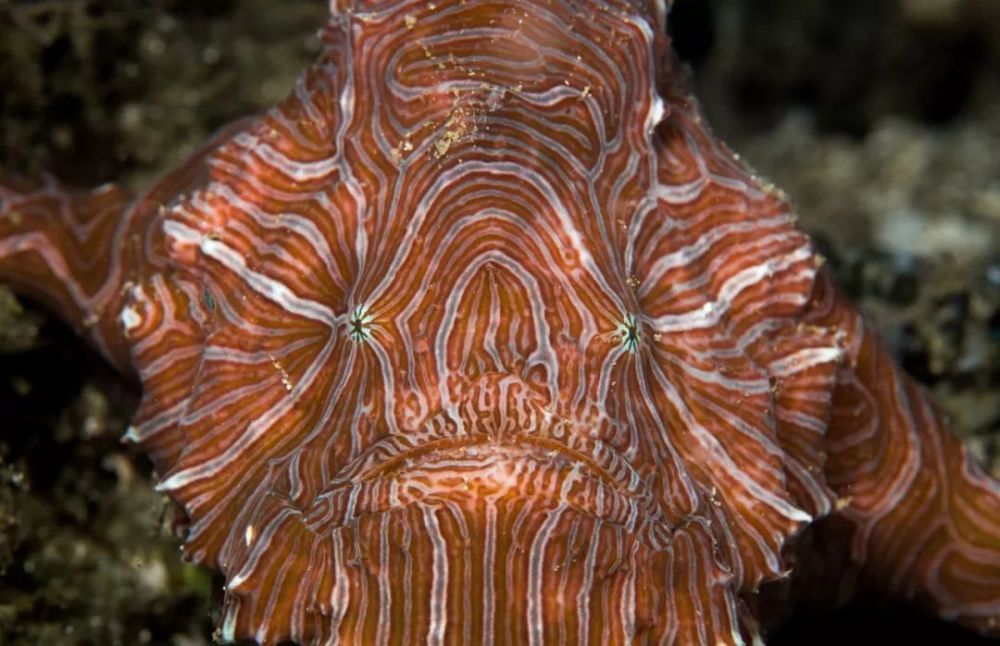 外星人之脸 迷幻躄鱼外形惊奇 好像一簇会走的珊瑚