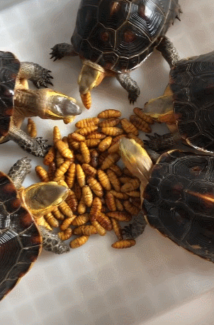 主人给乌龟吃蛹,狼吞虎咽,画面让人看着有点起毛