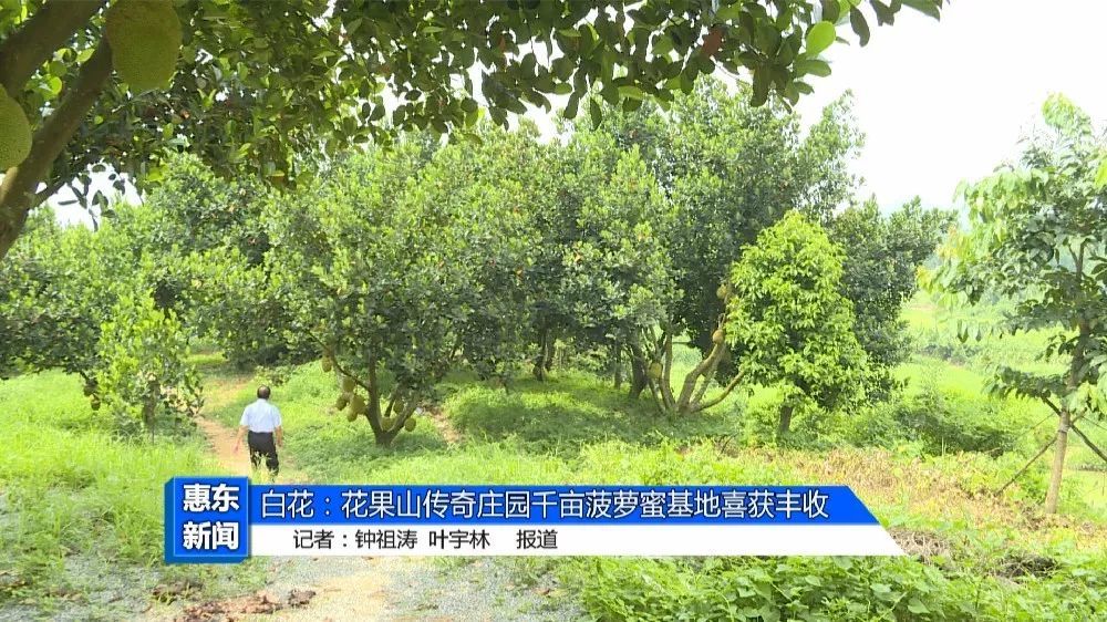 白花:花果山传奇庄园千亩菠萝蜜基地喜获丰收