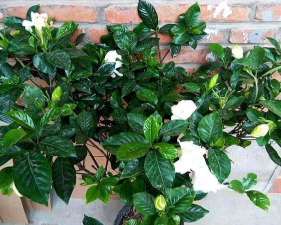 新买的栀子花盆栽 要避开 2件事 否则黄叶 烂根 养不活