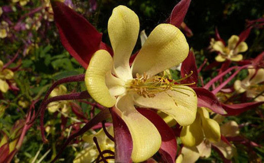 学名叫菜实为花 此花名叫 耧斗菜 叶奇花美 耐荫好养寓意好