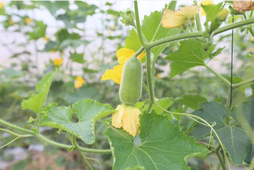 奇了 崇明这里的冬瓜只有巴掌大 生吃带着黄瓜味