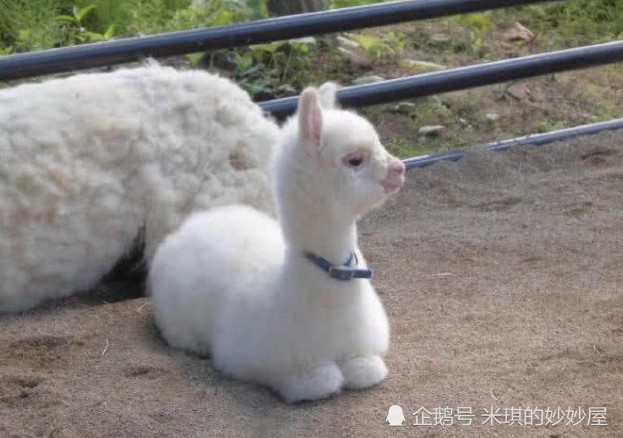 一只自带美颜的羊驼baby 也是羊驼里的清流 游客 好可爱啊