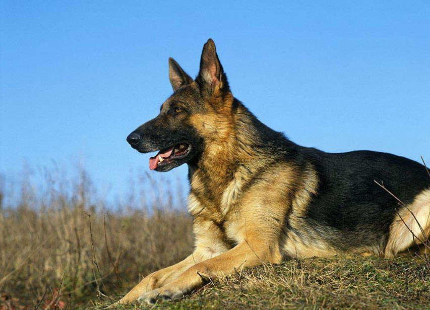 主人叫牧羊犬去放羊 结果它竟这样偷懒 狗 我有特殊的放羊方法