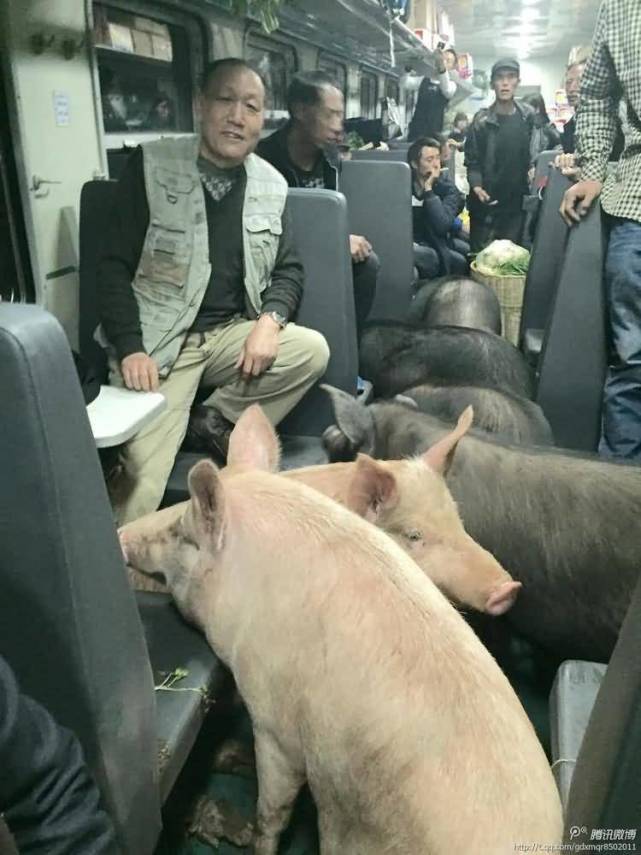 猪也能上火车?真相却是