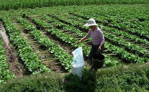 農村老話莊稼一枝花全靠肥當家什麼意思