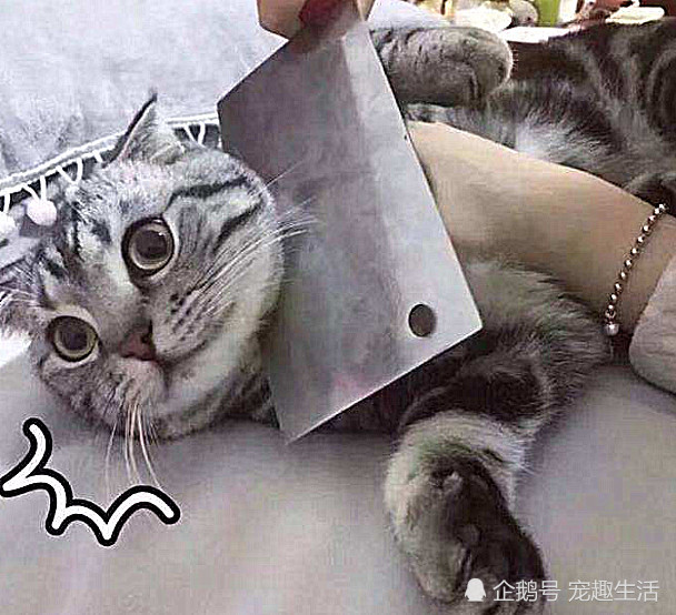 猫咪被两把刀砍了，血一直在流，以为被虐待，走近后有蹊跷