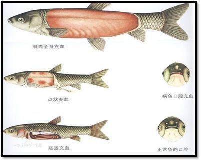 鱼病知识 高温季节如何预防鱼病