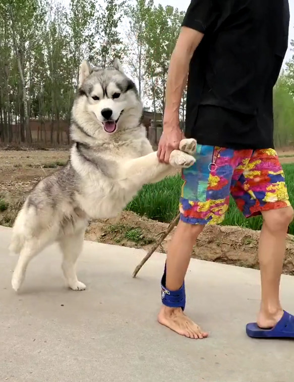 二哈跟主人遛遛,突然放飞自我,为了追回二哈,主人拖鞋都跑飞了