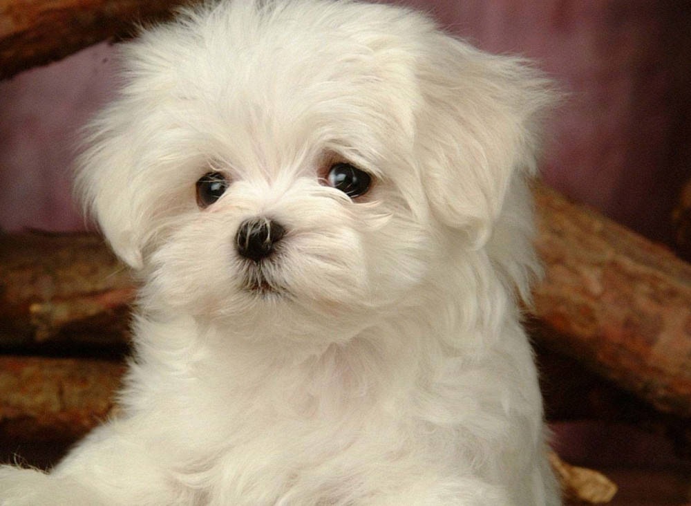 患有骨肉瘤的狗