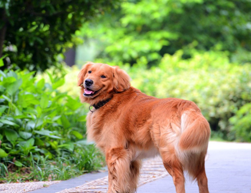 患有骨肉瘤的狗