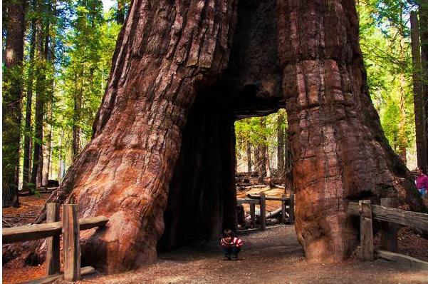 世界最大树:重达2800吨,树龄超过3200年,被称为世界爷