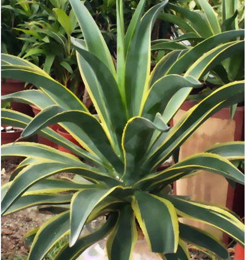 龙舌兰是天门冬科植物 外形看起来和芦荟相似 叶片尾端非常尖锐