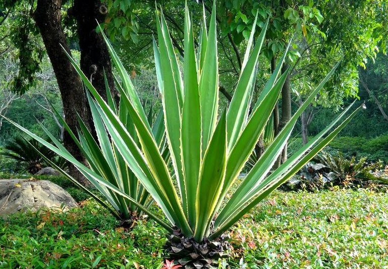 龙舌兰是天门冬科植物 外形看起来和芦荟相似 叶片尾端非常尖锐