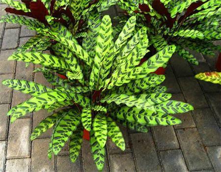 家里只有绿萝吗?不如养盆"竹芋",叶像"孔雀羽",好看又好养