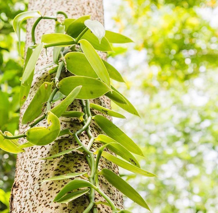 藤本植物所以又音譯為梵尼蘭英文名是vanilla是蘭花的一種,又名香子蘭