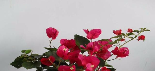 用黄豆做肥料 效果真不是一般的好 养花多年一直生长旺盛