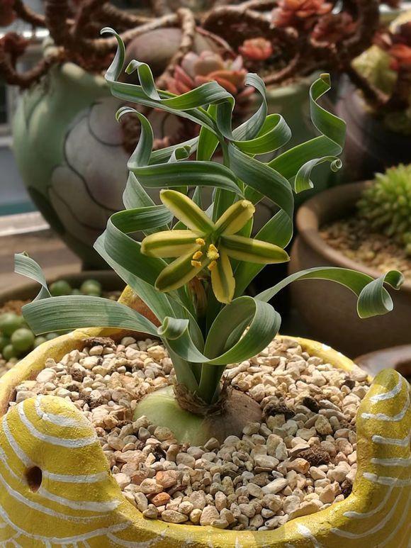 弹簧草开花之后怎么护理 弹簧草叶尖发黄 越长越直怎么回事