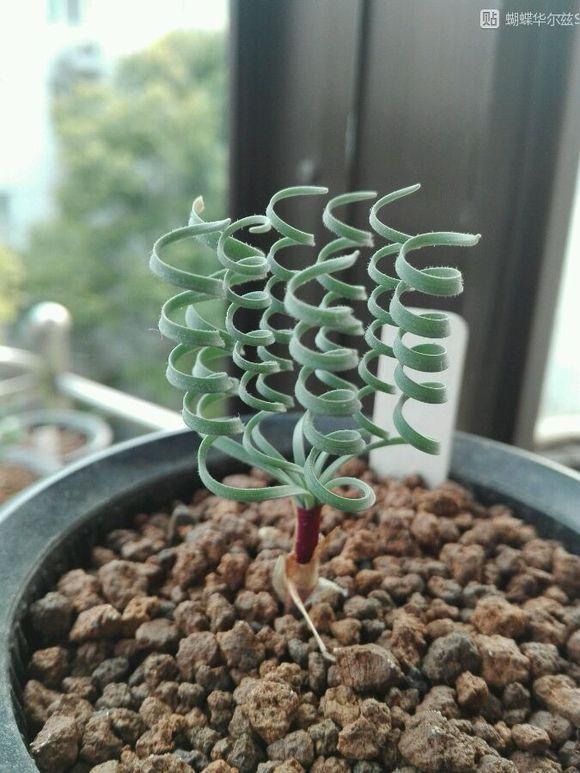 弹簧草开花之后怎么护理 弹簧草叶尖发黄 越长越直怎么回事