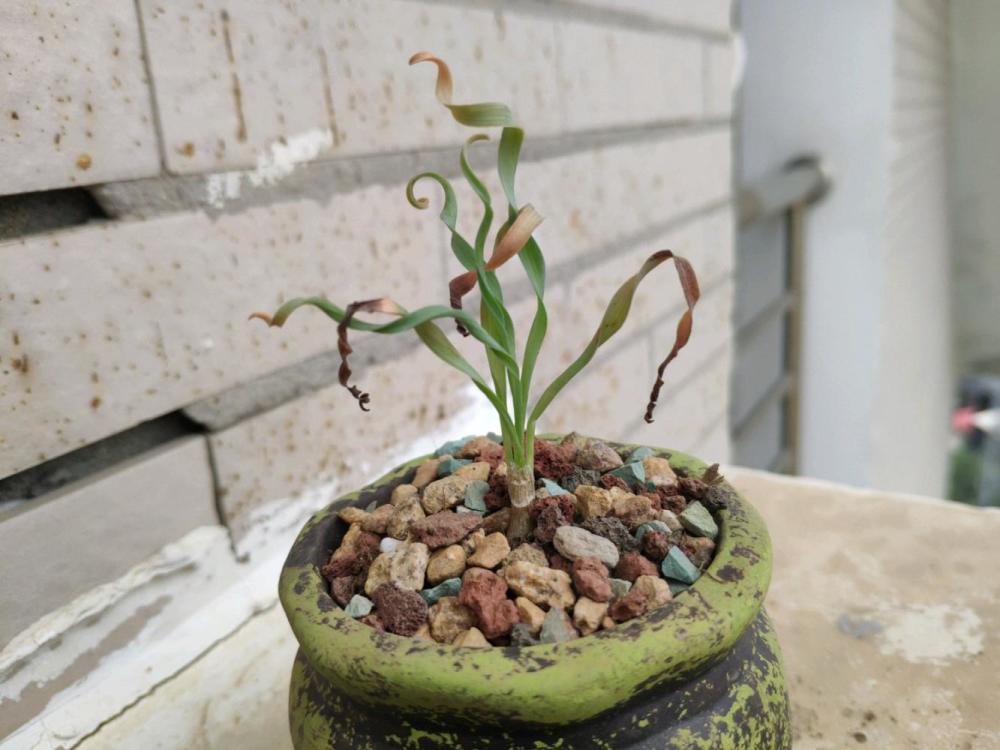 弹簧草开花之后怎么护理 弹簧草叶尖发黄 越长越直怎么回事