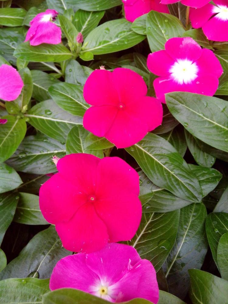 如何养护长春花 在种植的过程中需要注意什么