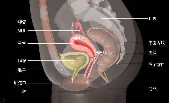 这几件最伤女性子宫的事 你还在做吗 男女真的都该好好看看