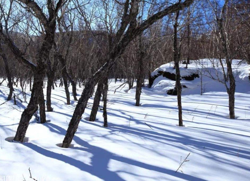 世界上最硬的树 坚硬程度堪比钢铁 却是一种处于灭绝边缘的植物