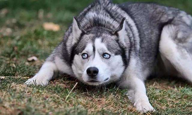 搞笑gif动图:现在给你们介绍一个新物种,它的学名叫:马大哈!