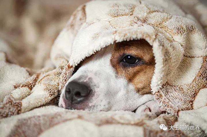 狗狗也会的感冒吗 宠物犬感冒症状和预防