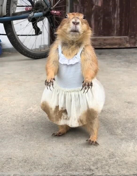 土拨鼠穿上小裙子,小模样美翻了,网友:来,吼一嗓子