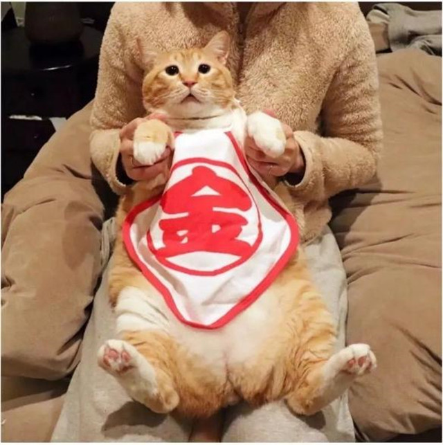 日本委屈猫走红网络 弱小无助又可怜 实在是太可爱了