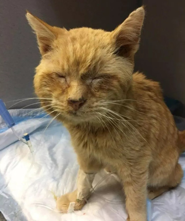 老猫在零下30度的街上流浪 冻得无法睁眼 被救后眼里含着泪水 老猫 兽医