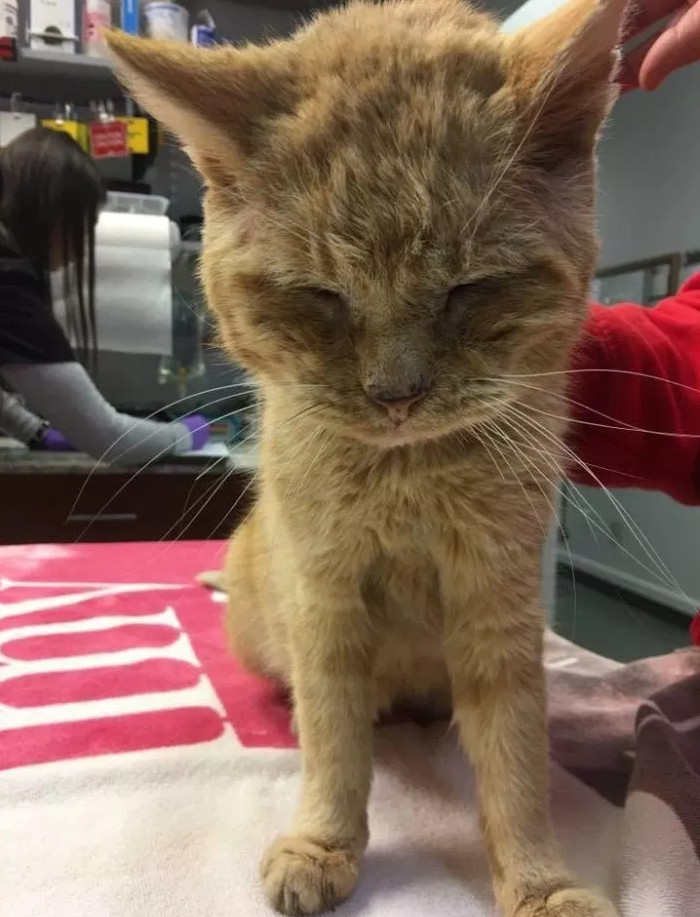 猫夏天不开空调会热吗 30度要给猫开空调吗 趣丁网