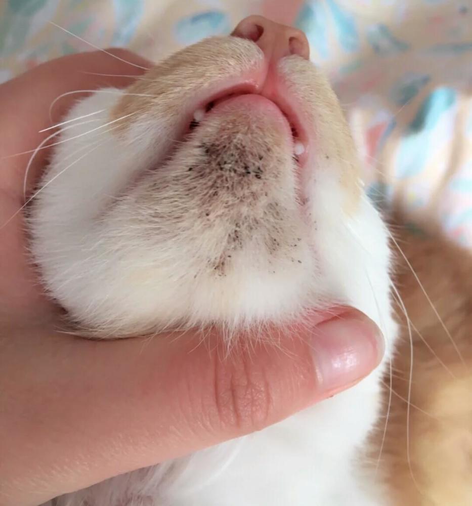 小猫咪下巴长了黑胡子,铲屎官不仔细照顾,害的猫咪破了相