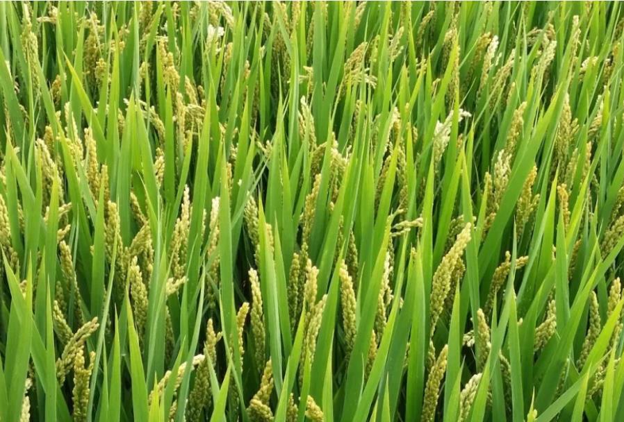 水稻种子破胸露白图片