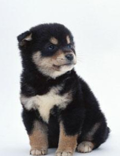 中国名犬大盘点 四眼土狗 不应被遗忘的中华田园犬 腾讯网