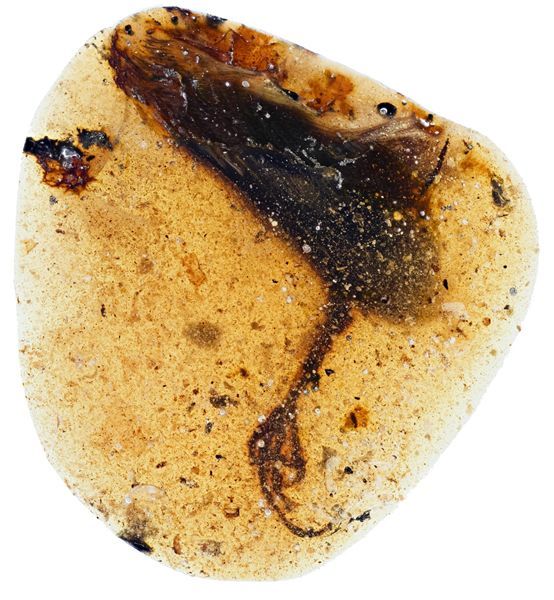 缅甸琥珀引发商战商人战火里抢货科学家卖房淘货