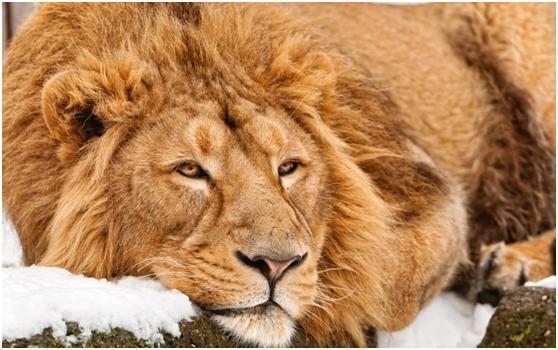 心理学选一头你认为最强壮的狮子测你内心强大还是脆弱超准