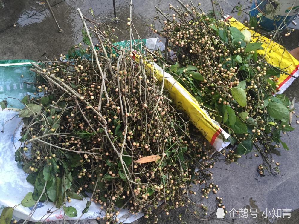 摘完果实要砍掉 果实8元一斤 却不被当水果 腌渍是美味