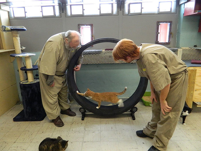 把受过虐待的猫交给囚犯饲养 真能净化他们的心灵吗