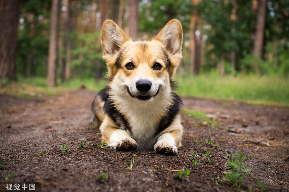 柯基真菌感染 腾讯新闻