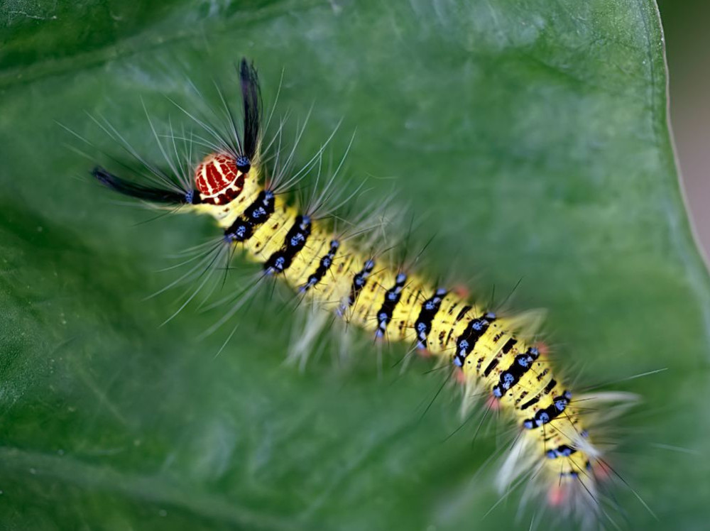 毛毛虫可以尖叫吗