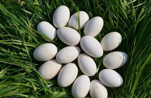 8克,能提供1 96千卡能量,含有维生素a192微克视黄醇当量,维生素b10.