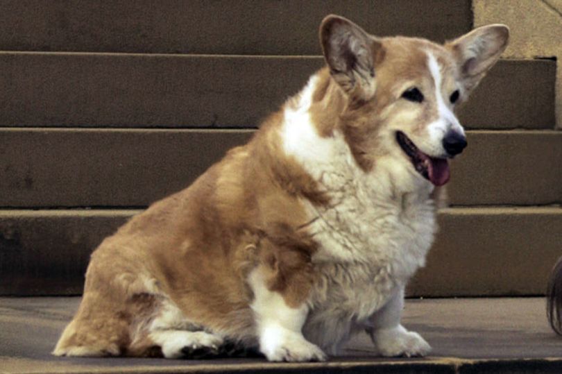 新书揭秘英国女王的柯基犬的奢华生活 用银盘子吃定制营养套餐