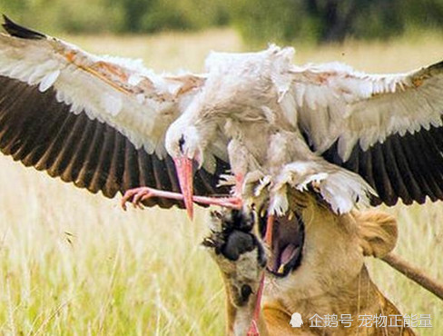 獅子飢餓捕食鳥類,專心致志盯著對方看,被接下來的場面震撼了