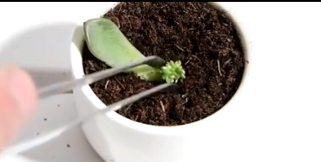 多肉植物种植的技巧及对土壤的要求