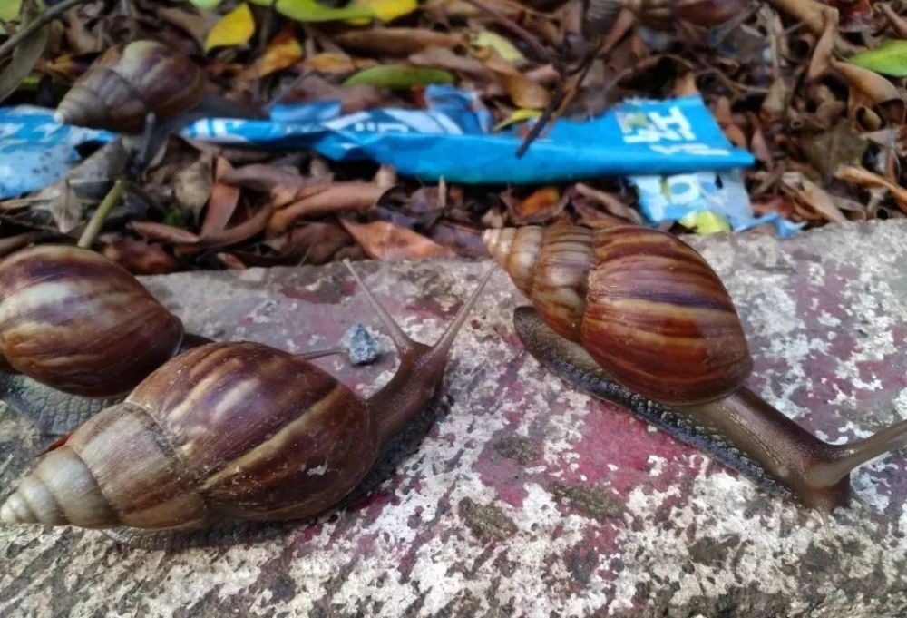 江门人小心这个东西又来惹事或传播结核病和脑膜炎更可怕的是