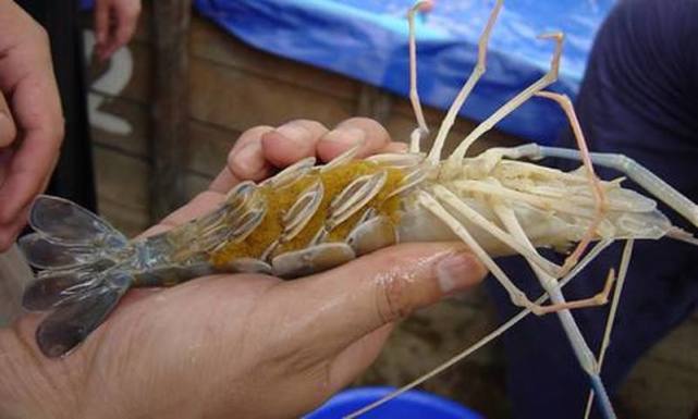 湄公河泛虾灾,巴掌大的虾子吓得吃货往后退:这虾不敢吃!