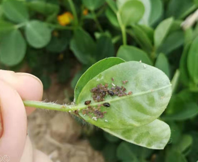 花生蚜虫综合防治措施,学到就是赚到_腾讯新闻